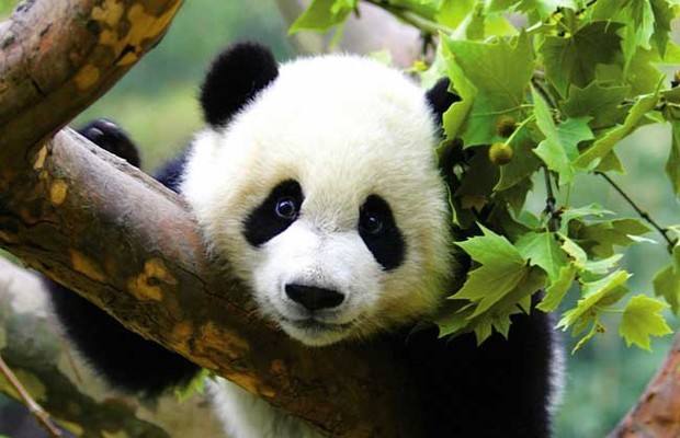智能锁厂家